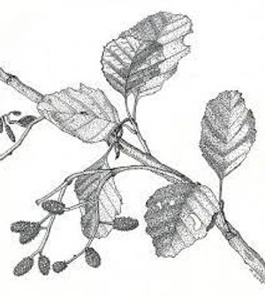 plante médicinale bio : Alnus glutinosa