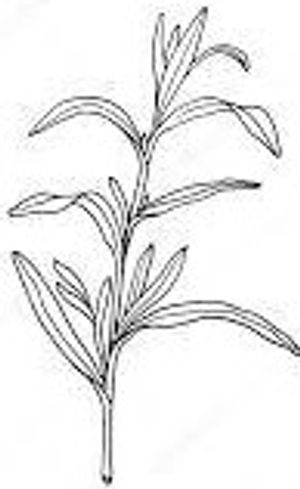 plante médicinale bio : Artemisia dragonculus