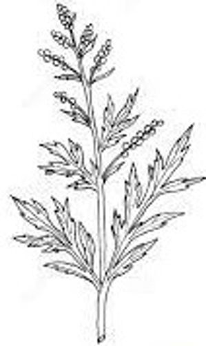 plante médicinale bio : Artemisia vulgaris