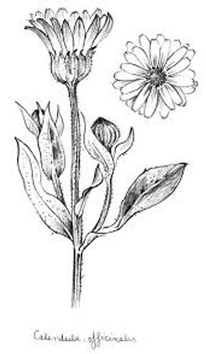 plante médicinale bio : Calendula officinalis