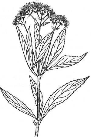 plante médicinale bio : Eupatorium cannabinum