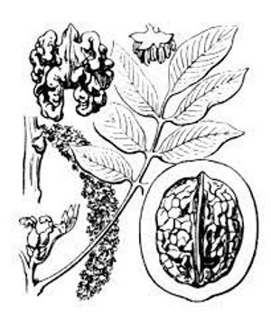 plante médicinale bio : Juglans regia