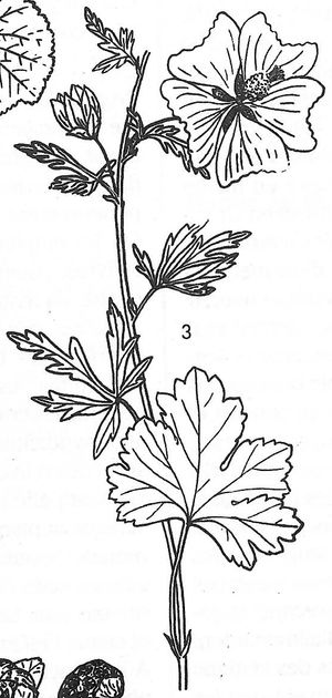 plante médicinale bio : Malva sylvestris