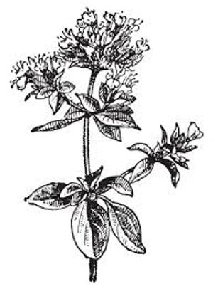 plante médicinale bio : Origanum vulgare