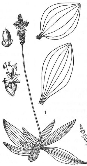 plante médicinale bio : Plantago lanceolata