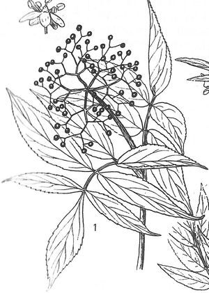 plante médicinale bio : Sambucus nigra