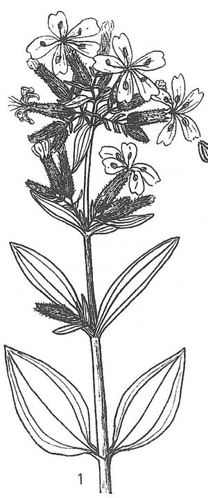 plante médicinale bio : Saponaria officinalis