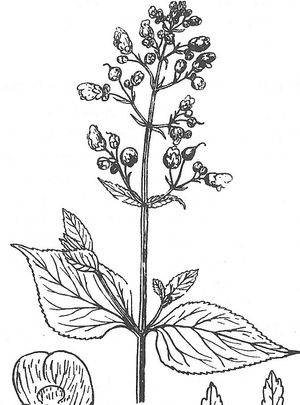 plante médicinale bio : Scrofularia nodosa