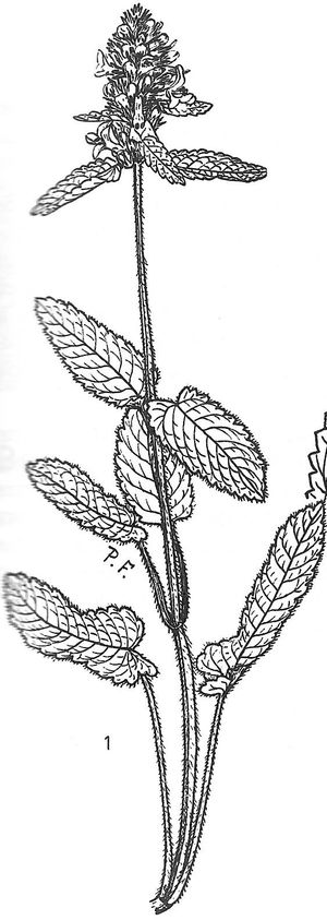 plante médicinale bio : Stachys officinalis
