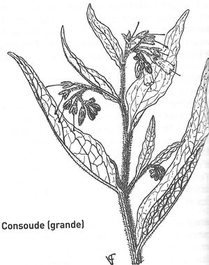 plante médicinale bio : Symphytum officinalis