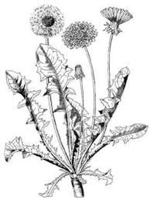 plante médicinale bio : Taraxacum dens-leonis