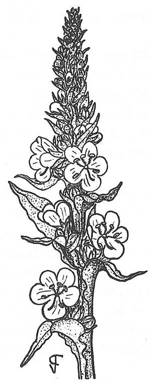 plante médicinale bio : Verbascum thapsus